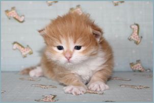 Male Siberian Kitten from Deedlebug Siberians